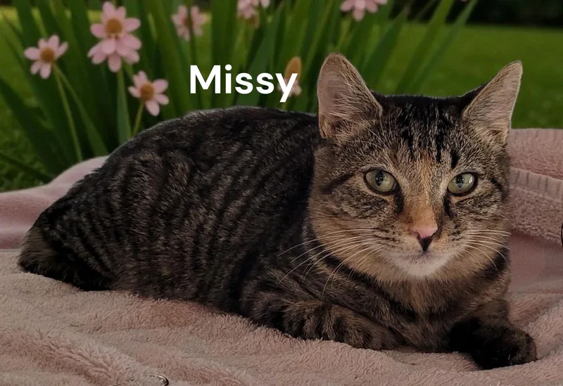 Missy thumbnail 2