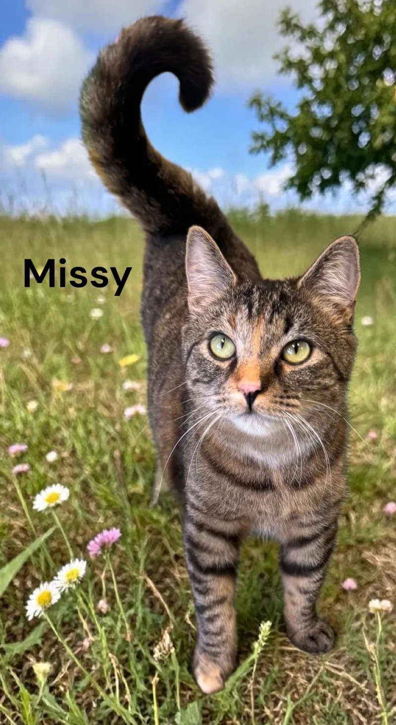Missy thumbnail 3