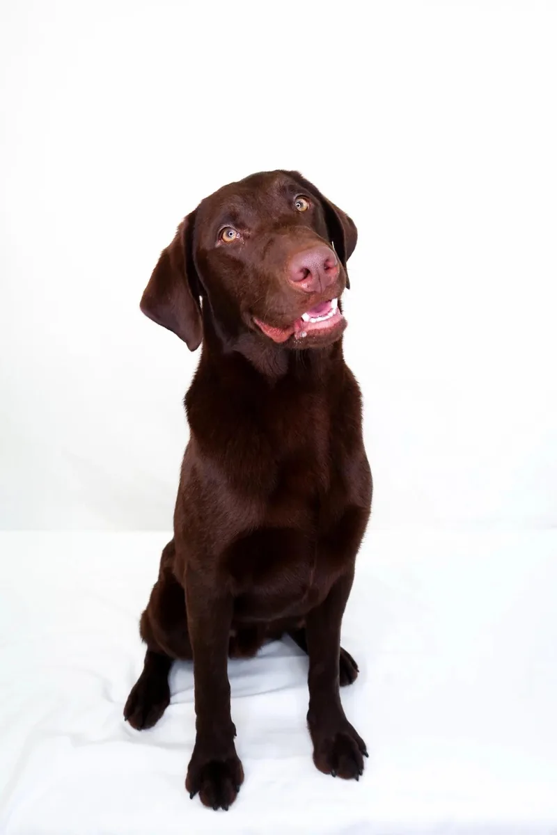 A young large-sized male Brown / Chocolate Labradoodle dog named James Brown for adoption in Bixby, OK