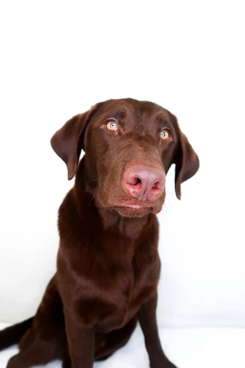 James Brown thumbnail 4