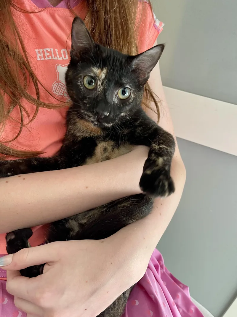 A young medium-sized female Domestic Short Hair cat named Pepsi for adoption in Warren, OH