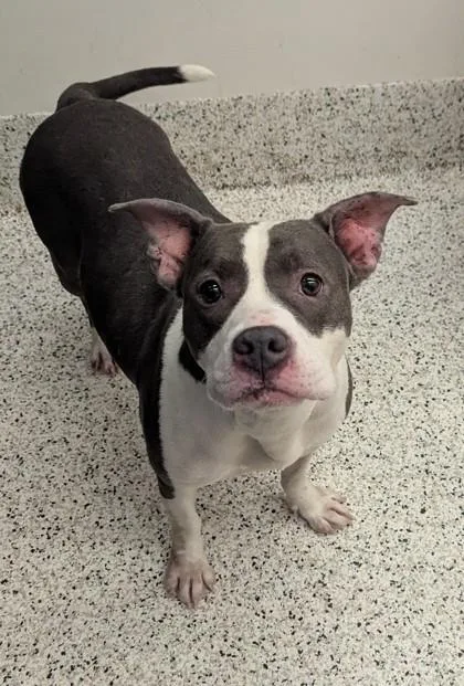 An adult large-sized female Mixed Breed dog named Adera for adoption in Atlanta, GA