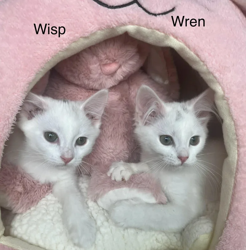 Wisp & Wren  thumbnail 2