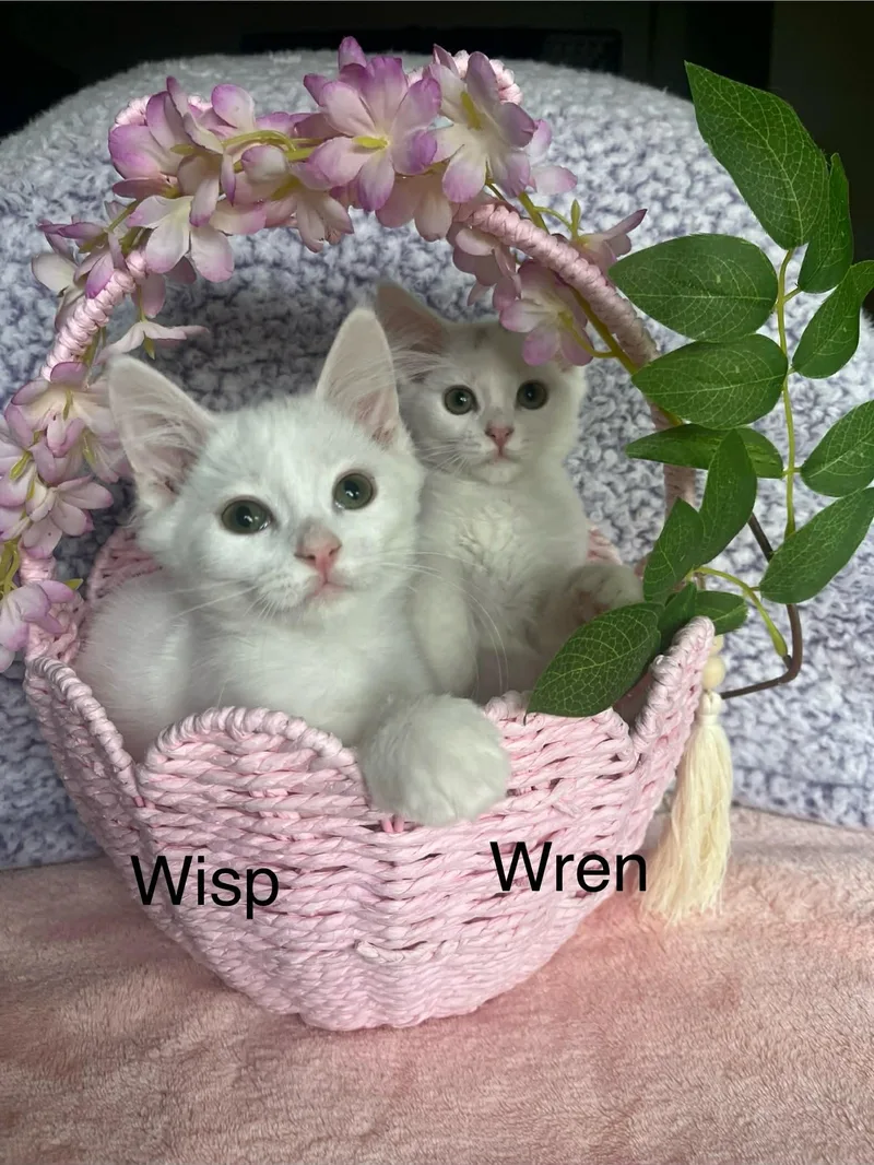 Wisp & Wren  thumbnail 3