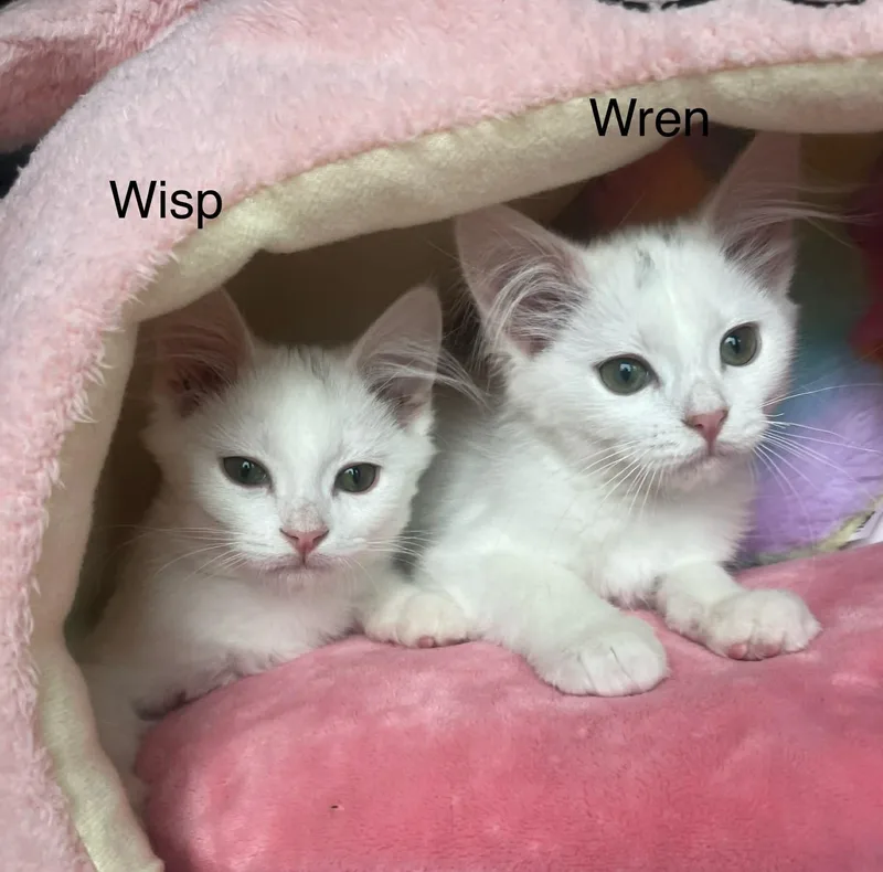 Wisp & Wren 
