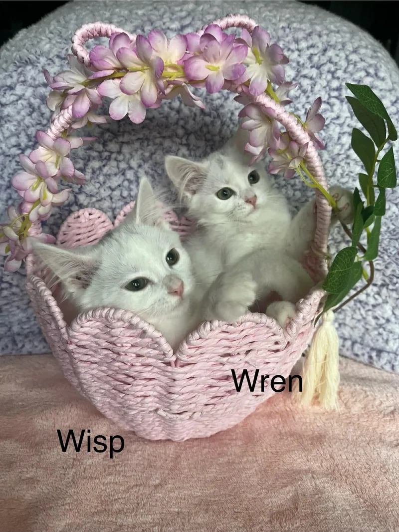 Wisp & Wren  thumbnail 5