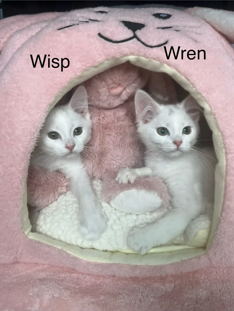 Wisp & Wren  thumbnail 6