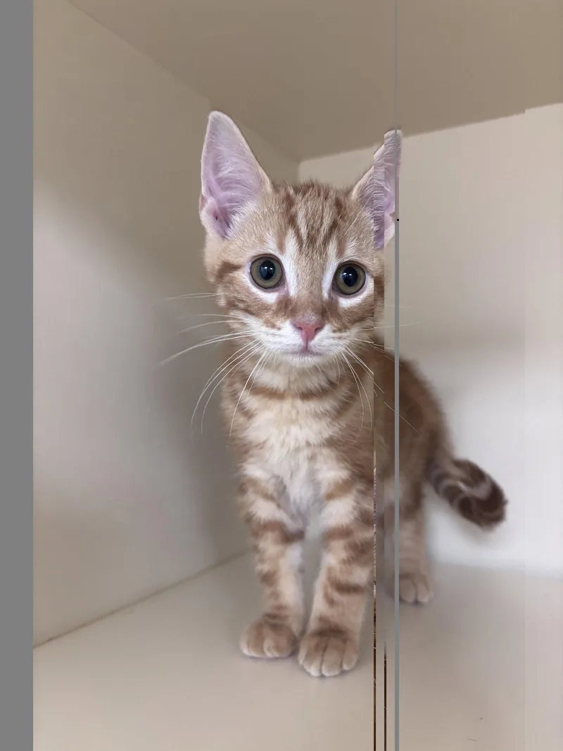A baby medium-sized male Orange / Red Domestic Short Hair cat named Junior for adoption in Lancaster, PA