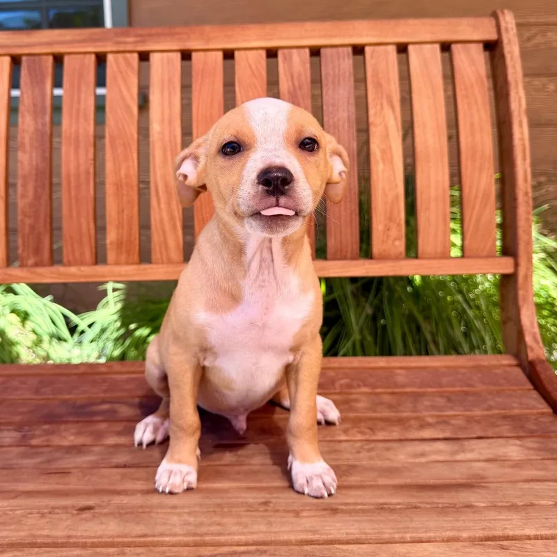 A baby small-sized male Chihuahua dog named Barry for adoption in Agoura Hills, CA