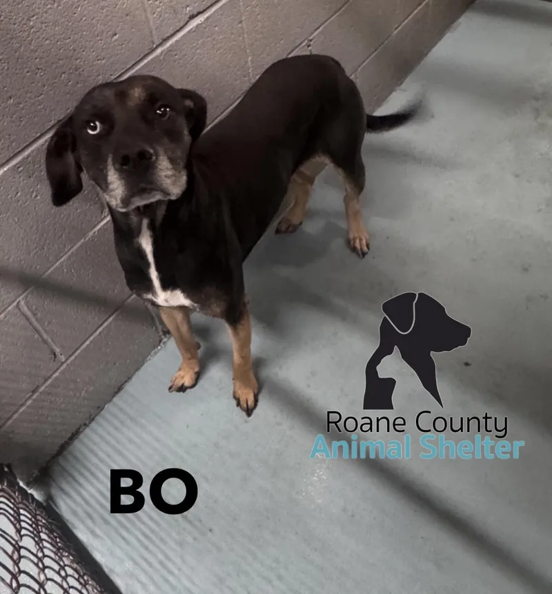 An adult medium-sized male Hound dog named Bo for adoption in Rockwood, TN