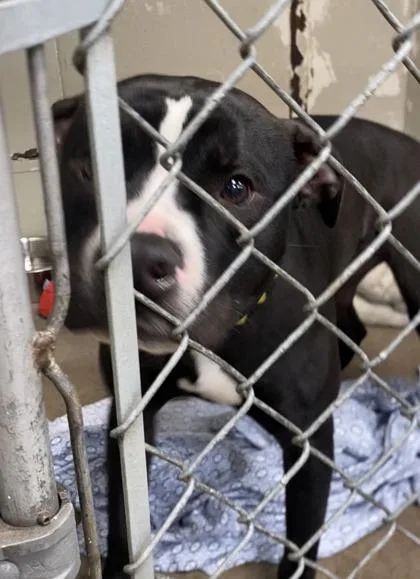 A young large-sized male Mixed Breed dog named Maverick for adoption in Hobart, IN