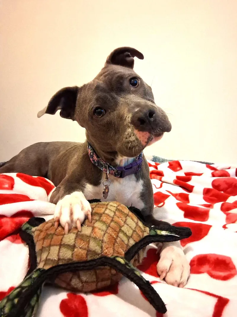 A young medium-sized female Pit Bull Terrier dog named Marcie for adoption in Rockville, MD