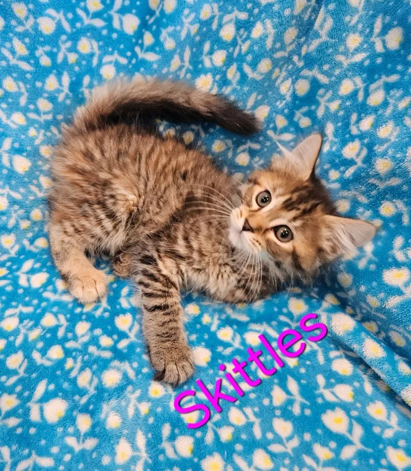 Skittles thumbnail 4