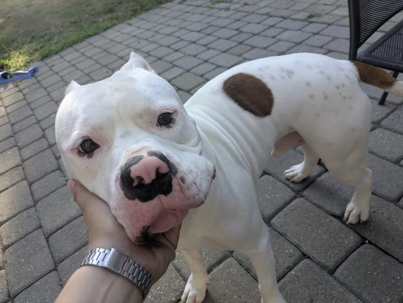 Pumba thumbnail 2