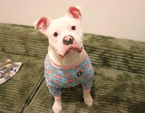 Pumba thumbnail 3