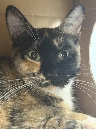 An adult medium-sized female Domestic Short Hair cat named Jelly for adoption in West Chester, PA