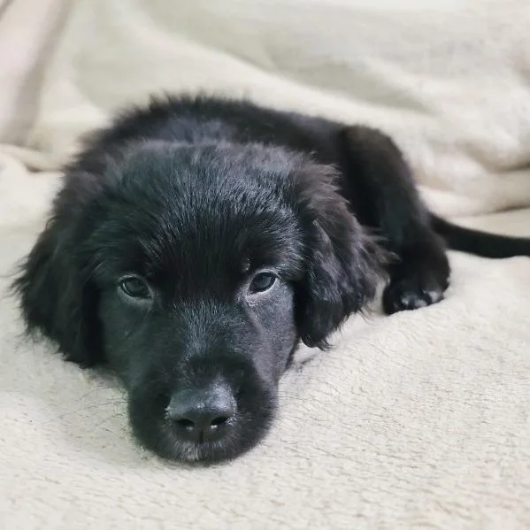 A baby large-sized male Goldendoodle dog named Prosciutto for adoption in Chattanooga, TN