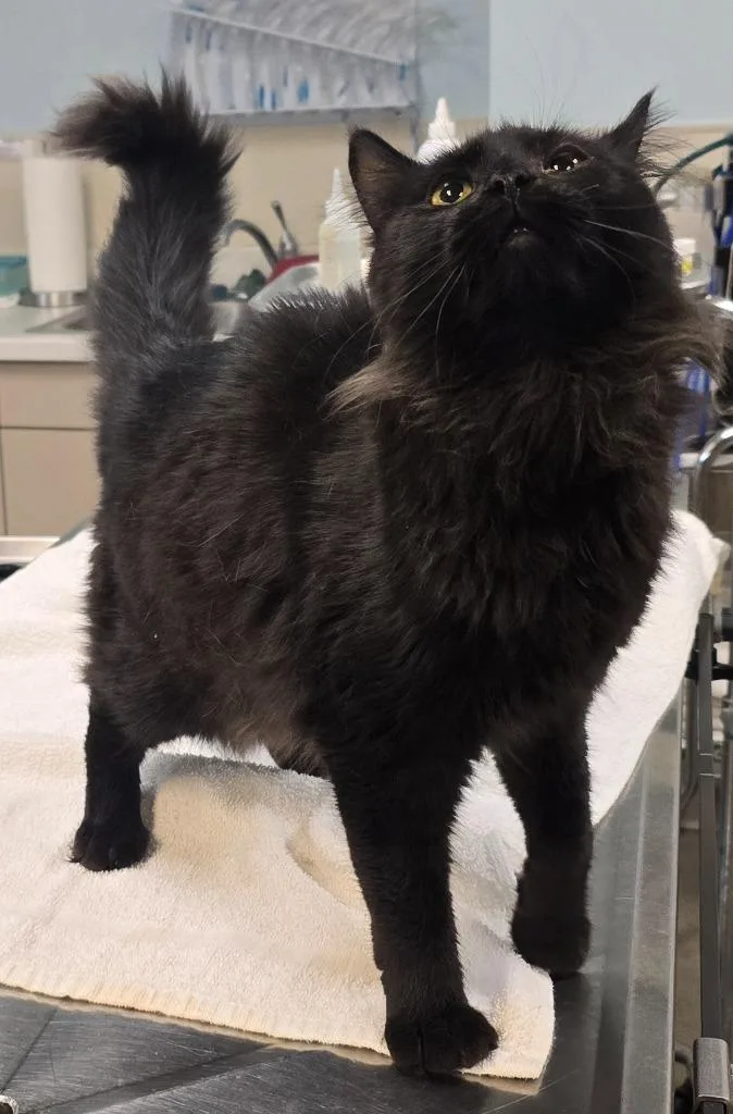 A young small-sized male Domestic Medium Hair cat named M & M for adoption in Murphysboro, IL