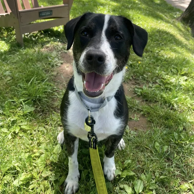 A young medium-sized male Black Border Collie dog named Oakley for adoption in Phoenixville, PA