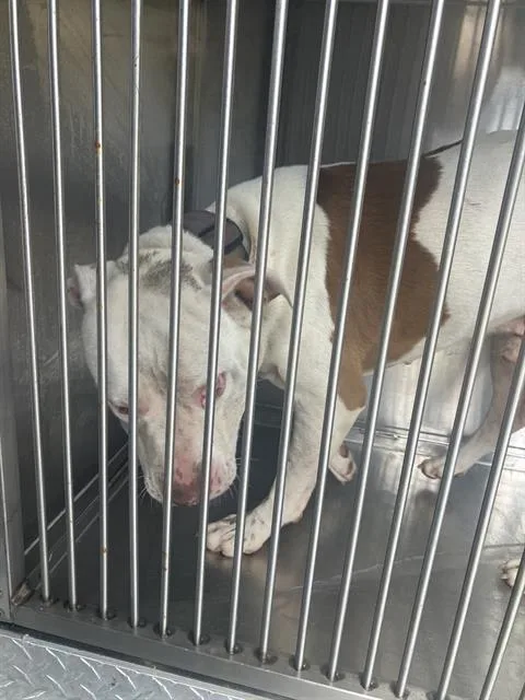 An adult large-sized male Mixed Breed dog named Maple for adoption in Dallas, TX