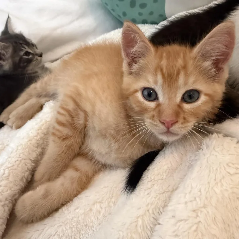 A baby small-sized male Orange / Red Domestic Short Hair cat named Remi for adoption in San Pedro, CA