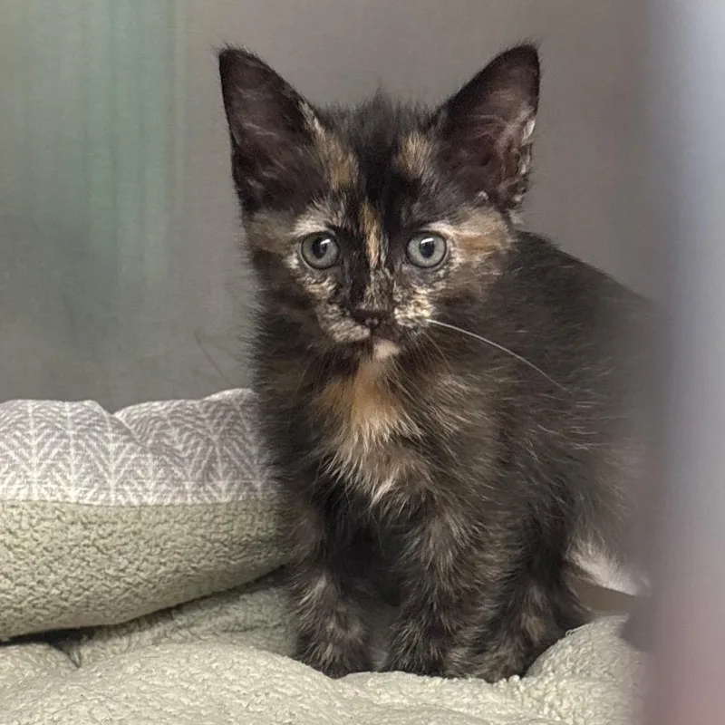 A baby small-sized female Tortoiseshell Domestic Short Hair cat named Cub for adoption in Springfield, IL