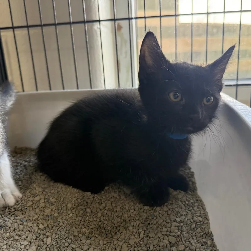 A baby small-sized male Black Domestic Short Hair cat named Spencer for adoption in Montgomery, AL