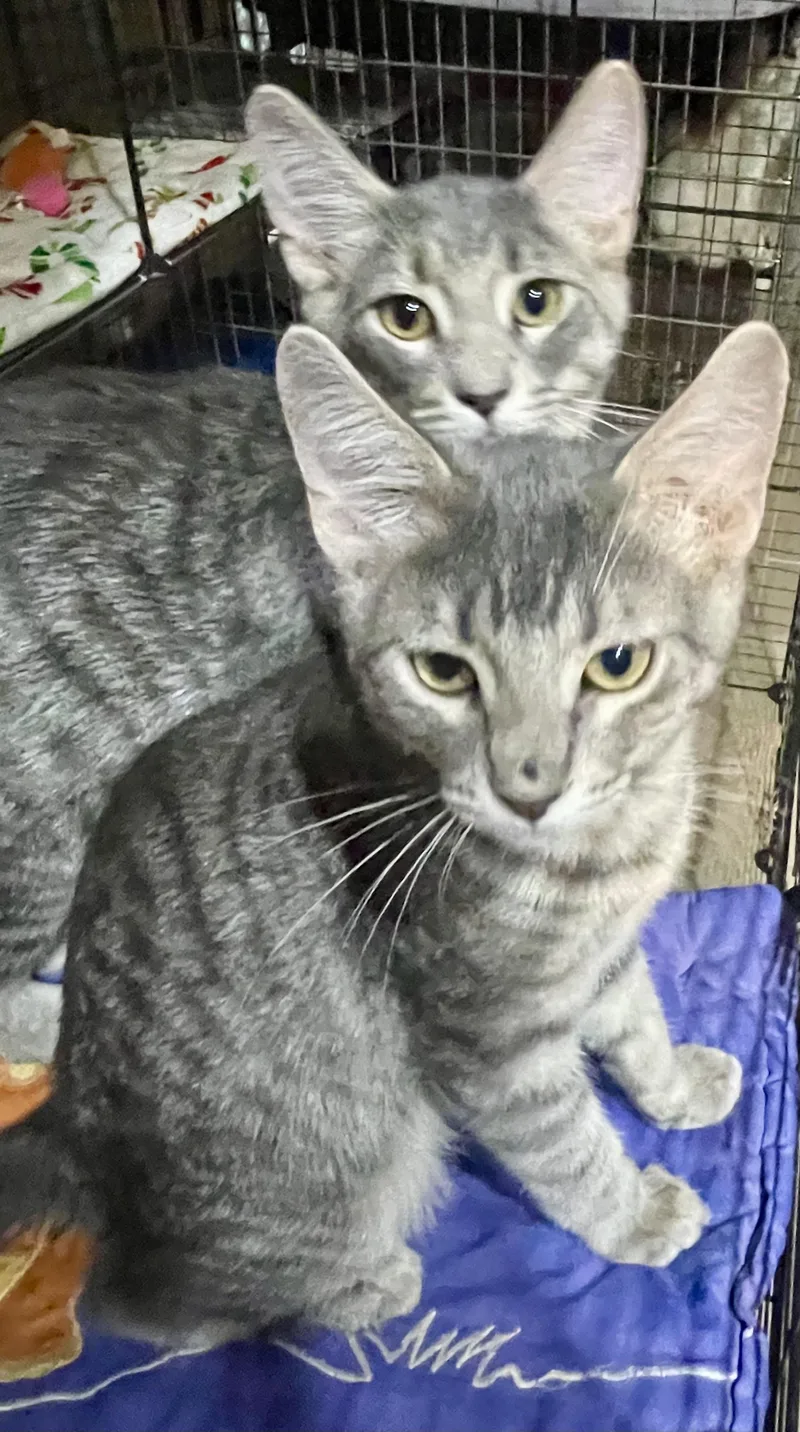 A young medium-sized male Tabby (Gray / Blue / Silver) Domestic Short Hair cat named Murphy for adoption in Lacon, IL
