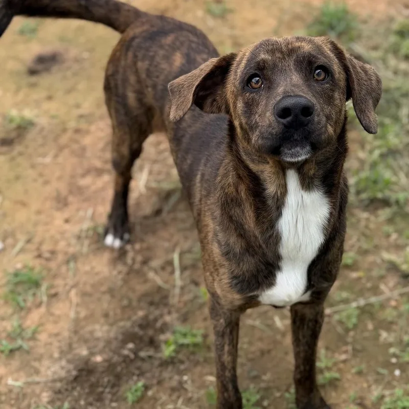 Dozer