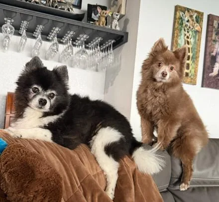 An adult small-sized male Pomeranian dog named Miami And Pete for adoption in Palm Harbor, FL