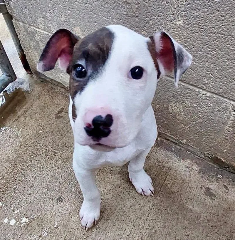 A baby medium-sized male Pit Bull Terrier dog named Wilfred AC for adoption in Greeneville, TN
