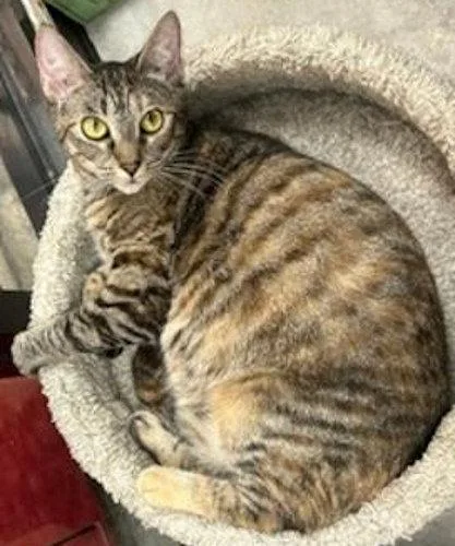 An adult medium-sized female Domestic Short Hair cat named Chloe  Psp for adoption in Oakland Park, FL