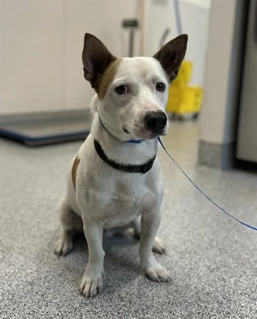 A young medium-sized male Cardigan Welsh Corgi dog named Haribo for adoption in Houston, TX