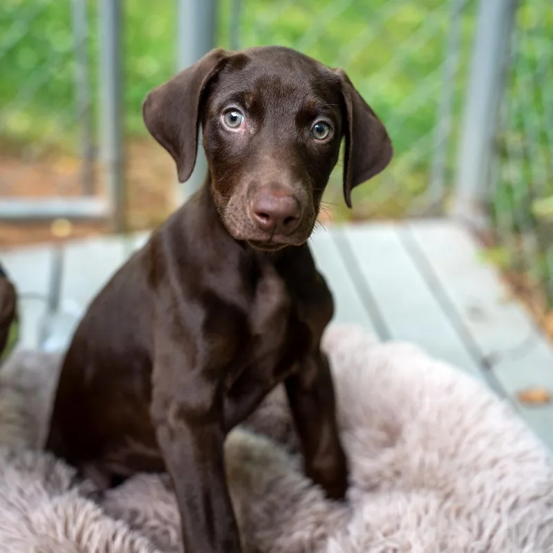 A baby medium-sized male Brown / Chocolate Doberman Pinscher dog named Zeus for adoption in Gainesville, GA