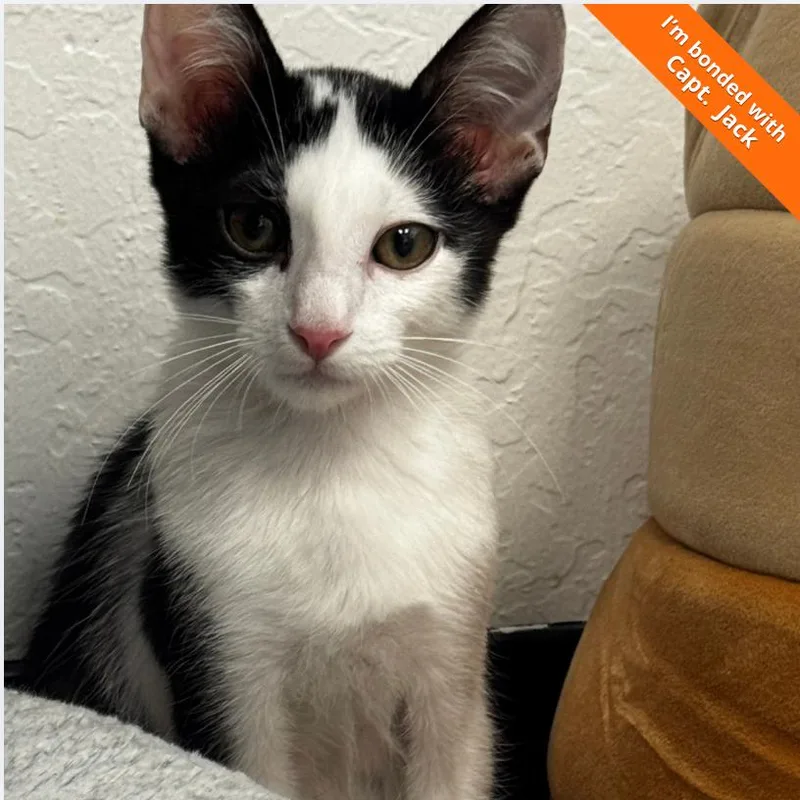 A baby small-sized male White Domestic Short Hair cat named Sparrowhawk for adoption in Pleasant Hill, CA