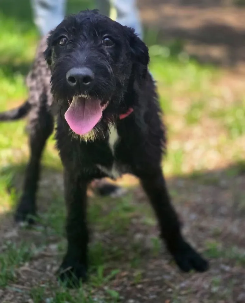 A baby large-sized female Schnauzer dog named Beverly for adoption in Thompson Falls, MT