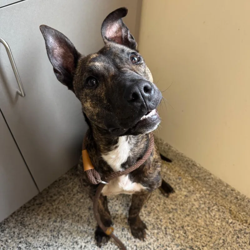 A young medium-sized male Brindle Mixed Breed dog named Da Vinci for adoption in Red House, WV