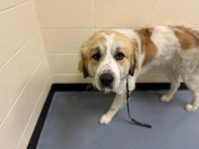 A young extra large-sized male Anatolian Shepherd dog named David Mancuso for adoption in Denver, CO