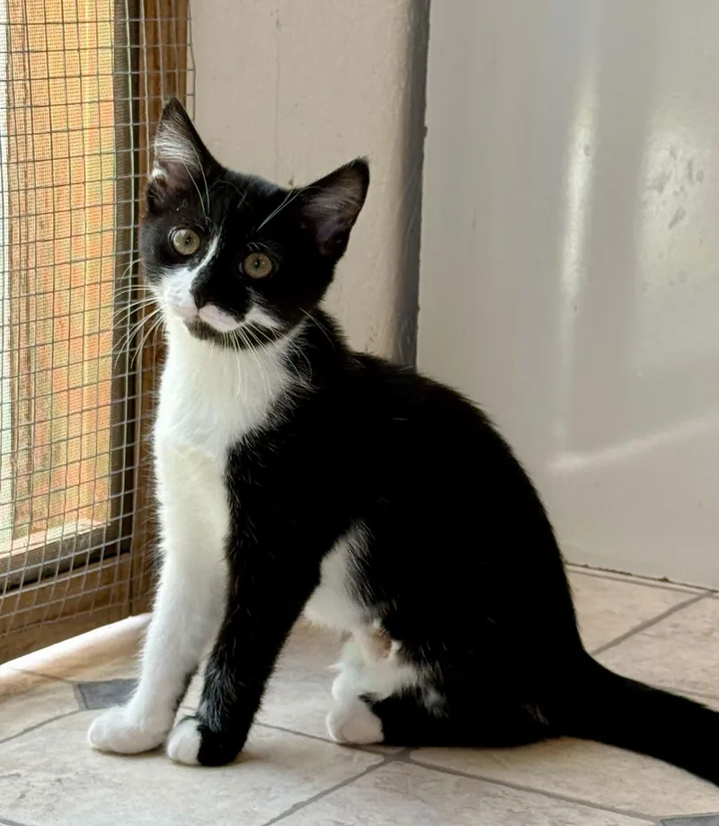 A young medium-sized female Black Domestic Short Hair cat named Glimmer for adoption in Talbott, TN