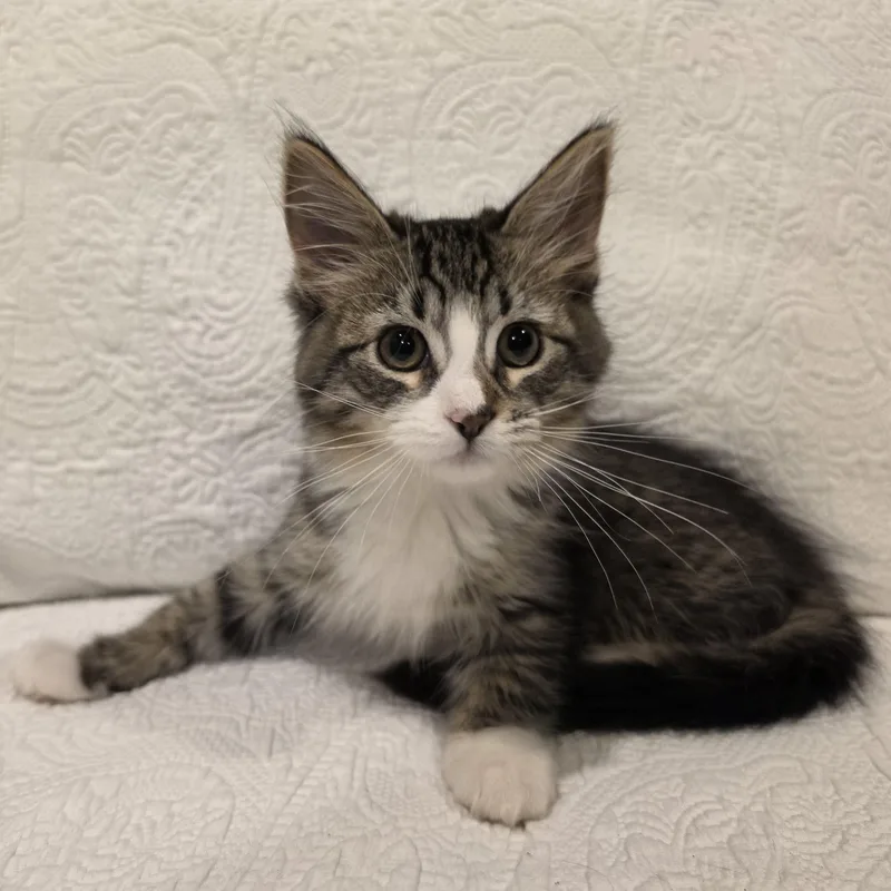 A baby medium-sized male Tabby (Brown / Chocolate) Domestic Short Hair cat named Tully for adoption in Saint Paul, MN
