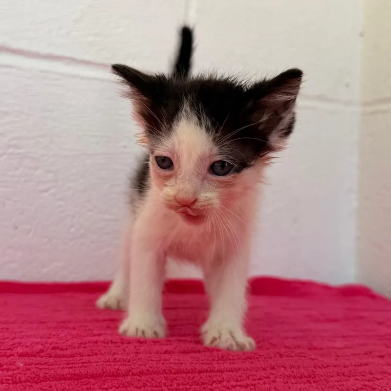 A baby small-sized male White Domestic Short Hair cat named Pixel for adoption in Evensville, TN