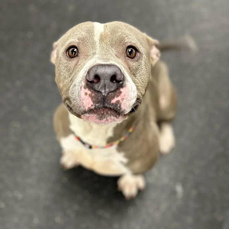 An adult medium-sized male Gray / Blue / Silver Mixed Breed dog named Blu+ for adoption in Youngstown, OH