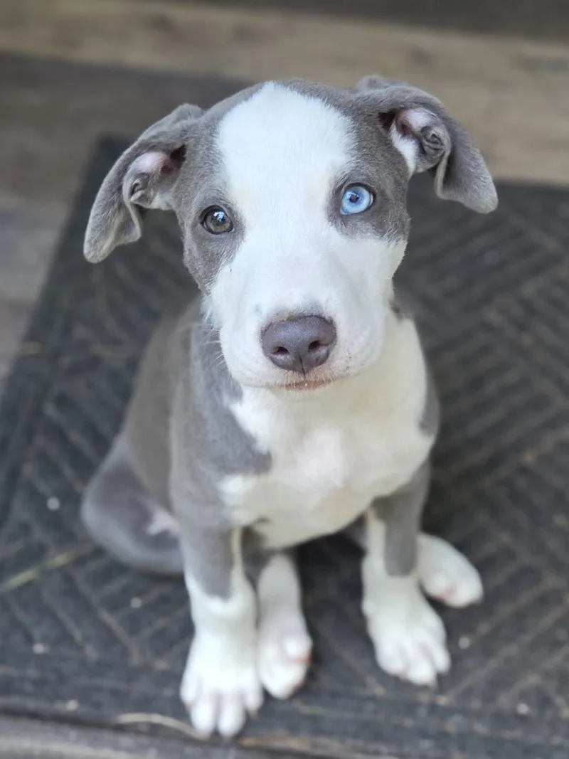 A baby medium-sized female Gray / Blue / Silver Pit Bull Terrier dog named Care Bear for adoption in Greensboro, GA