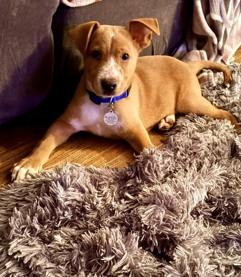 A baby medium-sized male Mixed Breed dog named Gumbo for adoption in Amherst, NY