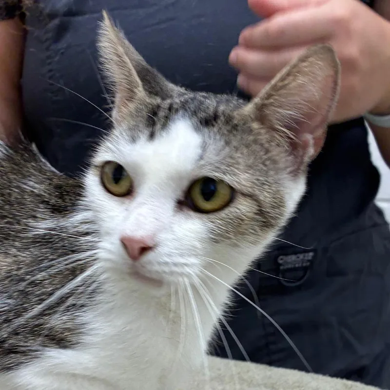 An adult small-sized female Gray / Blue / Silver Domestic Short Hair cat named Vroni for adoption in Corpus Christi, TX