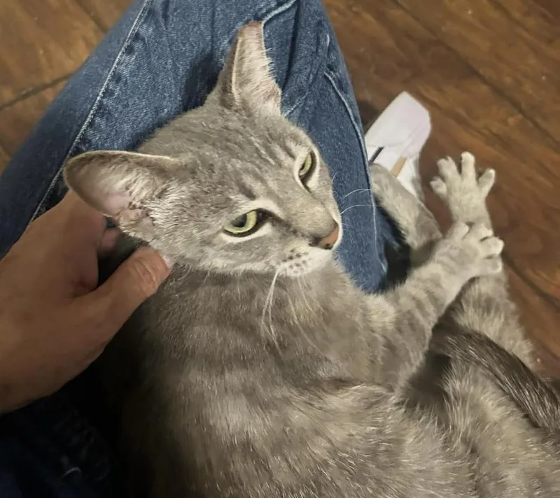 An adult medium-sized female Domestic Short Hair cat named Gracie Storm for adoption in Chandler, AZ