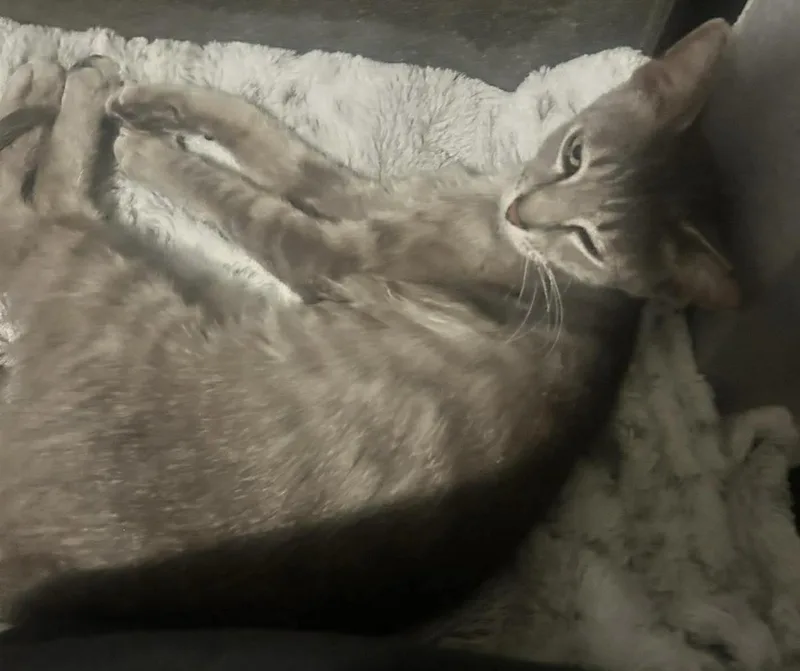 Gracie Storm thumbnail 3