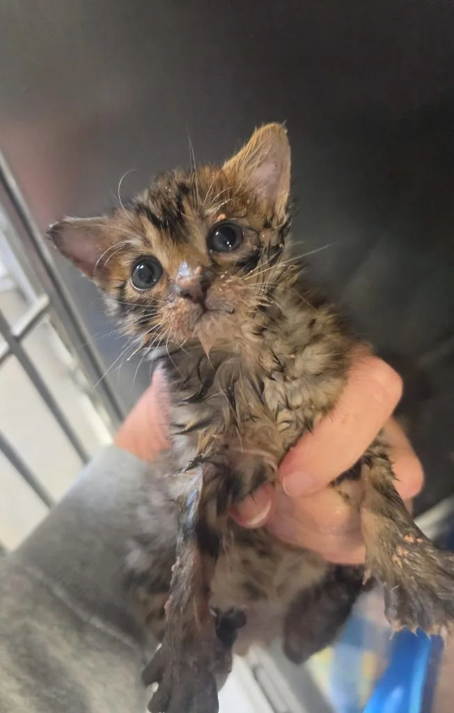 A baby small-sized female Domestic Short Hair cat named Gemini for adoption in Bossier City, LA