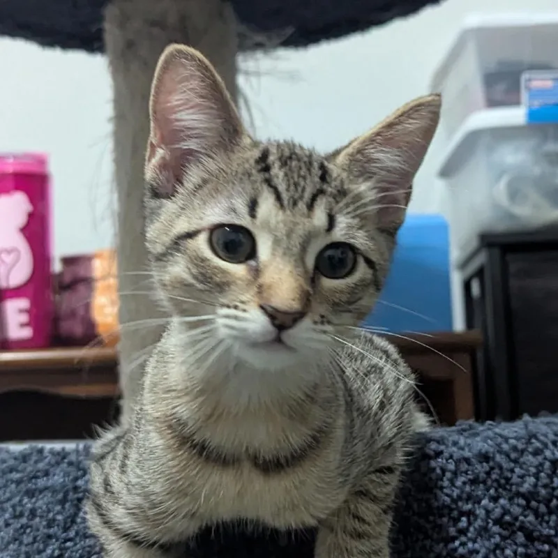 A baby small-sized male Domestic Short Hair cat named BRincon for adoption in Arizona City, AZ