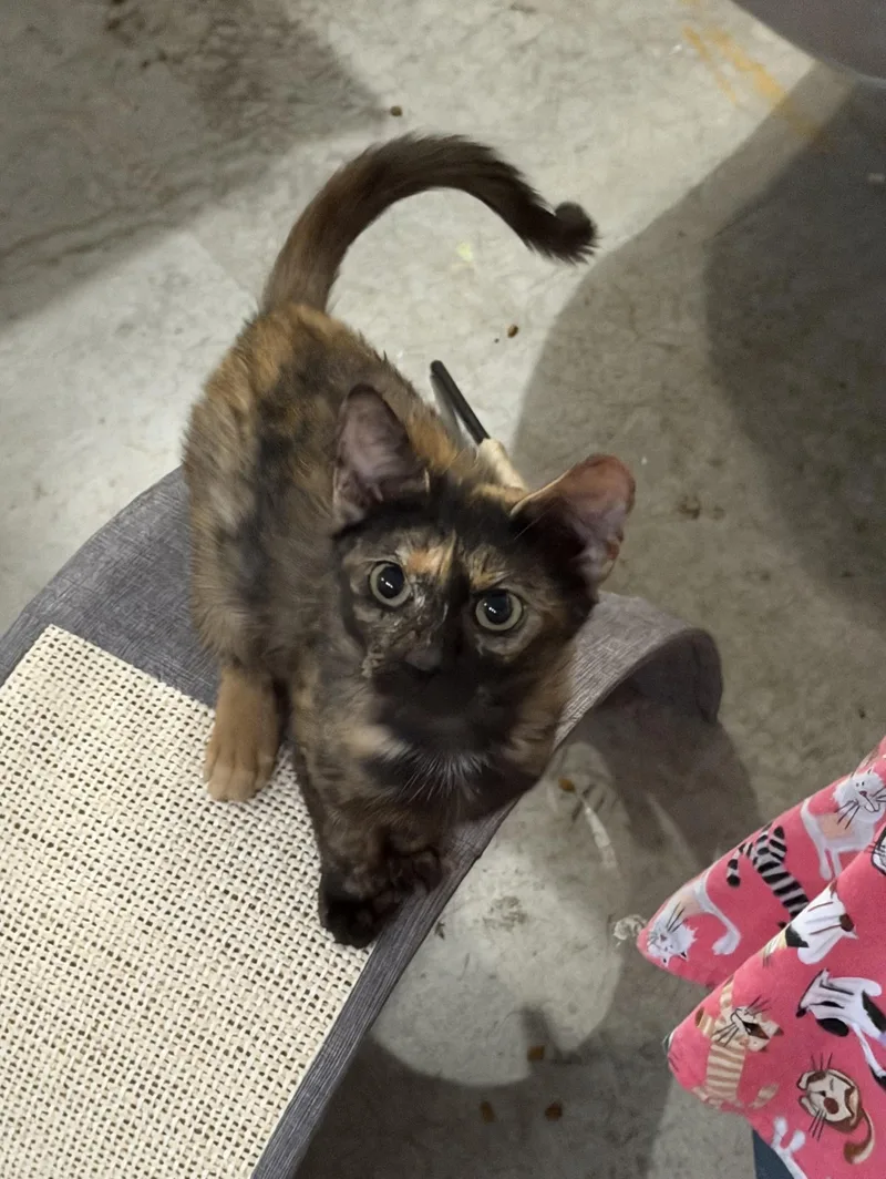A young small-sized female Tortoiseshell Domestic Short Hair cat named Carly for adoption in Mechanicsburg, PA